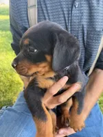 Daisy, a female Bernese Mountain Dog for sale in Sheffield, IL – 3 of 5