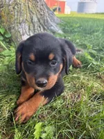 Leo, a male Bernese Mountain Dog and Rottweiler for sale in Sheffield, IL – 2 of 3