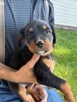 Daisy, a female Bernese Mountain Dog for sale in Sheffield, IL – 5 of 5