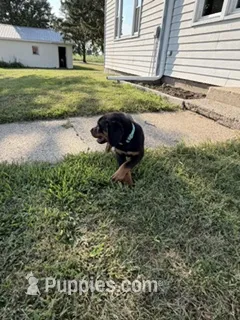 Tia – Bernese Mountain Dog, Rottweiler puppy for sale in Sheffield, IL