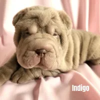 Indigo, a male Chinese Shar-Pei for sale in Slater, IA – Photo 1 of 10