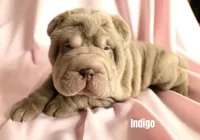 Indigo, a male Chinese Shar-Pei for sale in Slater, IA – Photo 1 of 2