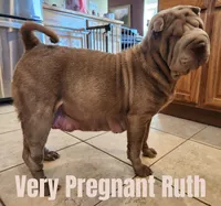 Indigo, a male Chinese Shar-Pei for sale in Slater, IA – Photo 5 of 10