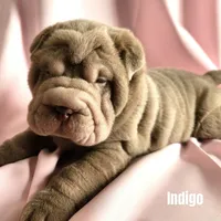 Indigo, a male Chinese Shar-Pei for sale in Slater, IA – Photo 2 of 10