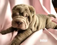 Indigo, a male Chinese Shar-Pei for sale in Slater, IA – Photo 2 of 2