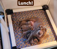 Indigo, a male Chinese Shar-Pei for sale in Slater, IA – Photo 6 of 10