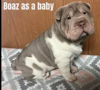 Indigo, a male Chinese Shar-Pei for sale in Slater, IA – Photo 10 of 10