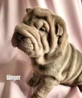 Ginger, a female Chinese Shar-Pei for sale in Slater, IA – Photo 3 of 3