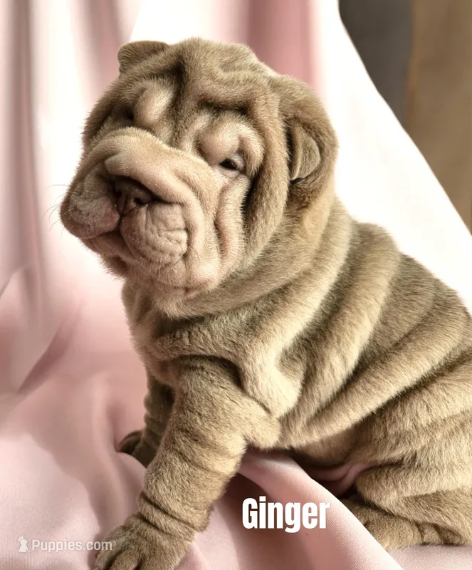 Ginger