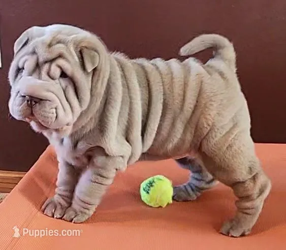 Ginger – Chinese Shar-Pei puppy for sale in Slater, IA