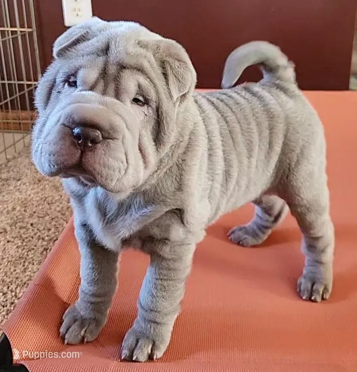 Azul – Chinese Shar-Pei puppy for sale in Slater, IA