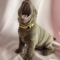 Daisy, a female Chinese Shar-Pei for sale in Slater, IA – Photo 3 of 10