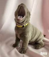 Daisy, a female Chinese Shar-Pei for sale in Slater, IA – Photo 2 of 3