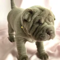 Daisy, a female Chinese Shar-Pei for sale in Slater, IA – Photo 4 of 10