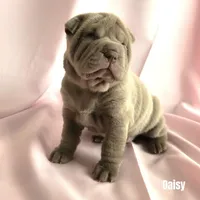 Daisy, a female Chinese Shar-Pei for sale in Slater, IA – Photo 2 of 10