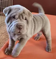 Daisy, a female Chinese Shar-Pei for sale in Slater, IA – Photo 1 of 10