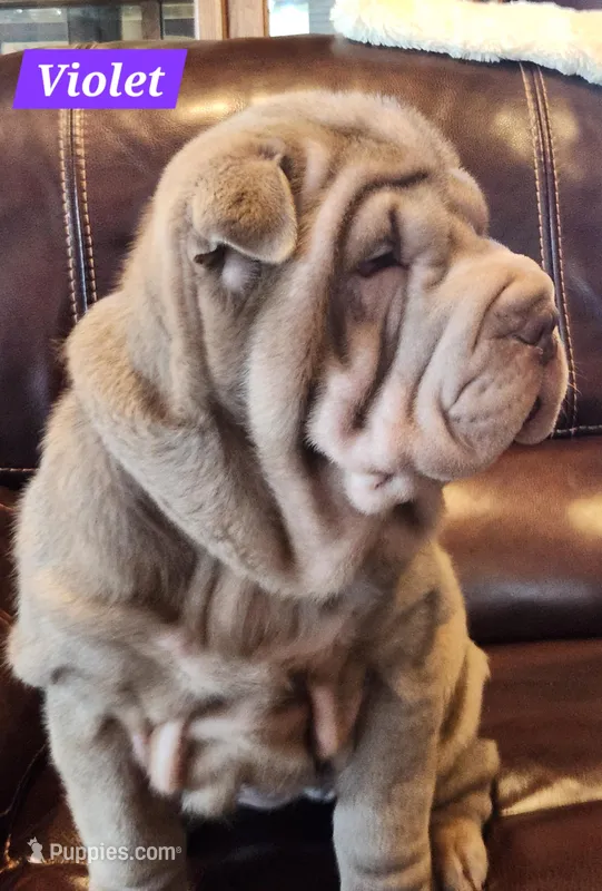 Violet – Chinese Shar-Pei puppy for sale in Slater, IA