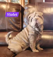 Violet, a female Chinese Shar-Pei for sale in Slater, IA – Photo 2 of 10