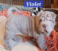 Violet, a female Chinese Shar-Pei for sale in Slater, IA – Photo 3 of 10