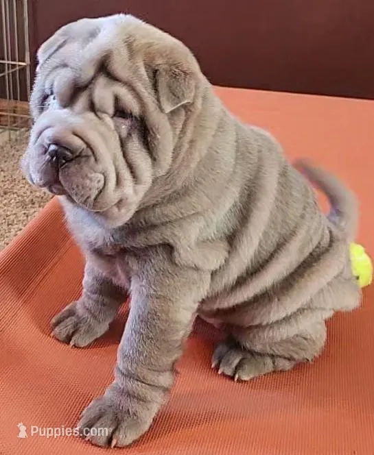 Violet – Chinese Shar-Pei puppy for sale in Slater, IA