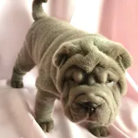 Violet, a female Chinese Shar-Pei for sale in Slater, IA – Photo 2 of 10