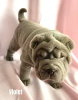 Violet, a female Chinese Shar-Pei for sale in Slater, IA – Photo 1 of 2