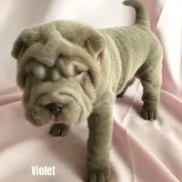 Violet, a female Chinese Shar-Pei for sale in Slater, IA – Photo 3 of 10