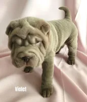 Violet, a female Chinese Shar-Pei for sale in Slater, IA – Photo 2 of 2