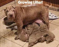 Violet, a female Chinese Shar-Pei for sale in Slater, IA – Photo 10 of 10