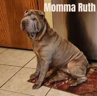 Scarlet, a female Chinese Shar-Pei for sale in Slater, IA – Photo 5 of 10