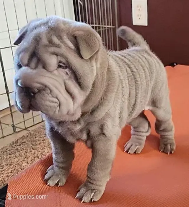 Scarlet – Chinese Shar-Pei puppy for sale in Slater, IA