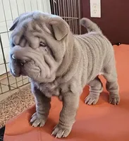 Scarlet, a female Chinese Shar-Pei for sale in Slater, IA – Photo 1 of 10