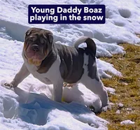 Scarlet, a female Chinese Shar-Pei for sale in Slater, IA – Photo 10 of 10