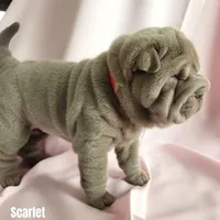 Scarlet, a female Chinese Shar-Pei for sale in Slater, IA – Photo 3 of 10