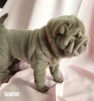 Scarlet, a female Chinese Shar-Pei for sale in Slater, IA – Photo 2 of 2
