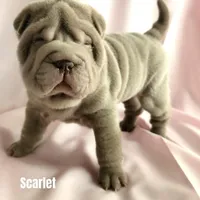 Scarlet, a female Chinese Shar-Pei for sale in Slater, IA – Photo 2 of 10