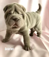 Scarlet, a female Chinese Shar-Pei for sale in Slater, IA – Photo 1 of 2