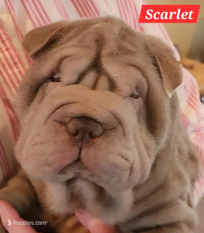 Scarlet – Chinese Shar-Pei puppy for sale in Slater, IA