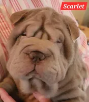 Scarlet, a female Chinese Shar-Pei for sale in Slater, IA – Photo 1 of 10