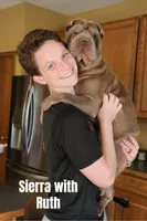 Scarlet, a female Chinese Shar-Pei for sale in Slater, IA – Photo 6 of 10