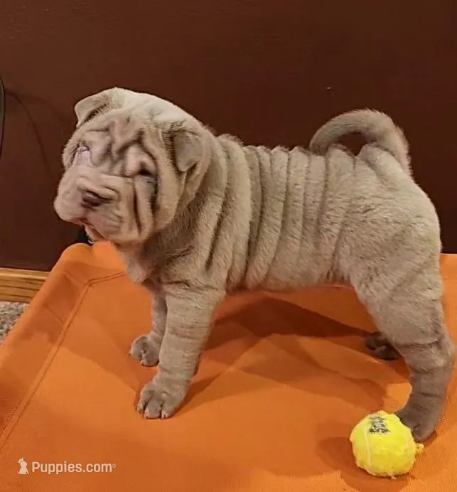 Rose – Chinese Shar-Pei puppy for sale in Slater, IA