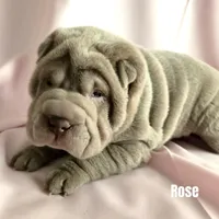 Rose, a female Chinese Shar-Pei for sale in Slater, IA – Photo 2 of 10