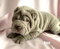 Rose, a female Chinese Shar-Pei for sale in Slater, IA – Photo 1 of 3