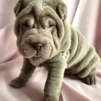 Rose, a female Chinese Shar-Pei for sale in Slater, IA – Photo 4 of 10