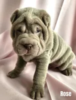 Rose, a female Chinese Shar-Pei for sale in Slater, IA – Photo 3 of 3