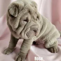 Rose, a female Chinese Shar-Pei for sale in Slater, IA – Photo 3 of 10