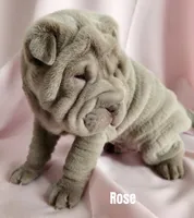 Rose, a female Chinese Shar-Pei for sale in Slater, IA – Photo 2 of 3