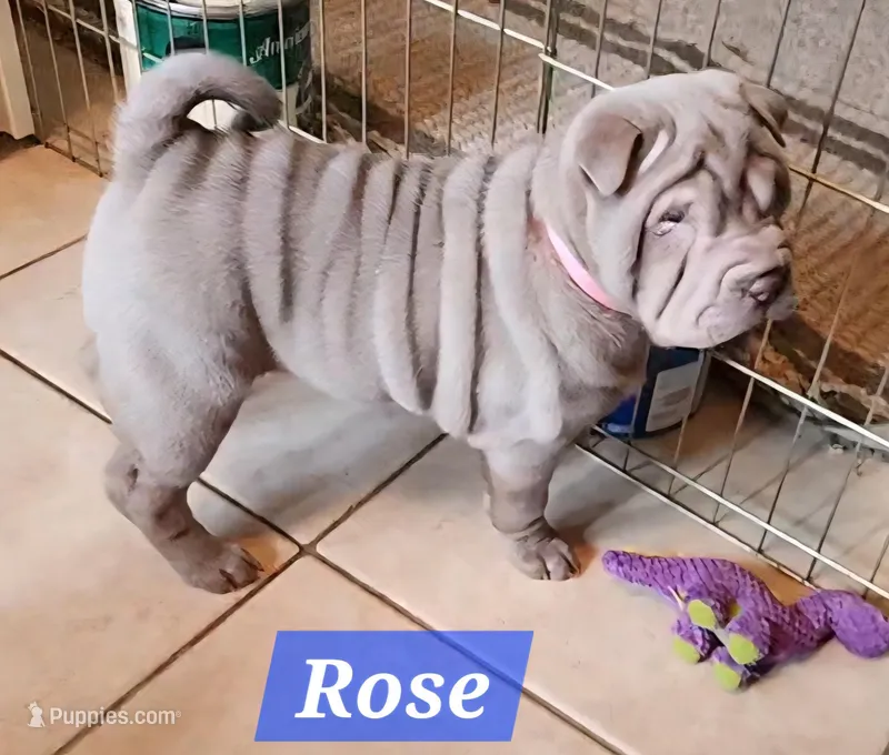 Rose – Chinese Shar-Pei puppy for sale in Slater, IA