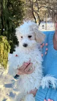 Skubal, a male Bichpoo for sale in Vestal, NY – Photo 2 of 2
