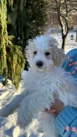 Skubal, a male Bichpoo for sale in Vestal, NY – Photo 1 of 2